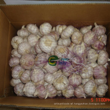 Hot Sale White Garlic in Large Quantity